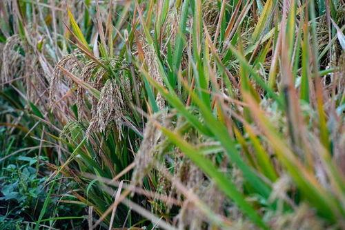 杂交水稻爆料视频完整版,完整版视频深度解析  第3张