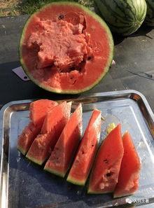 雷州网红吃瓜  第2张